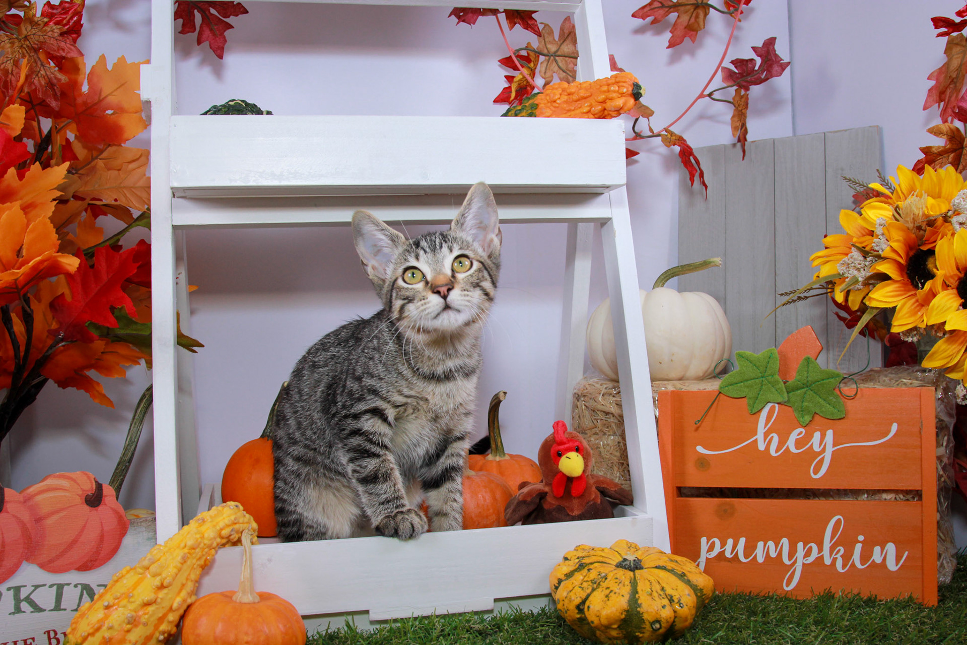 Enlarge Ramses, a Adoptable mixed breed in Parker, TX image 2/6