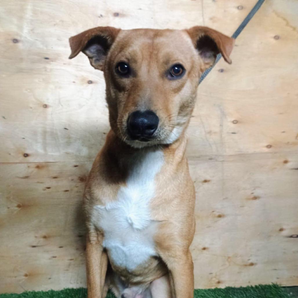 Zion, a Adoptable Retriever in San Diego, CA image 2/2