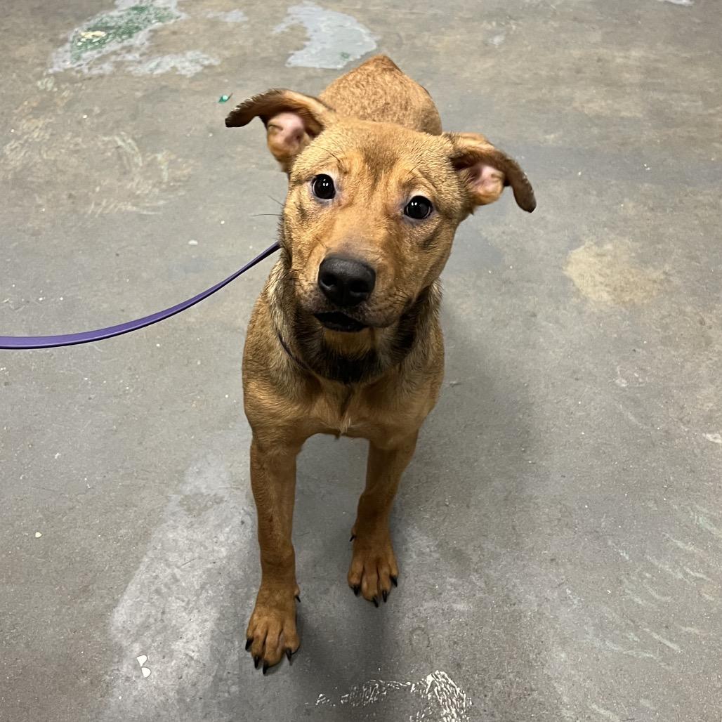 Enlarge Nutmeg, a Adoptable Mixed Breed in Gainesville, GA image 1/2