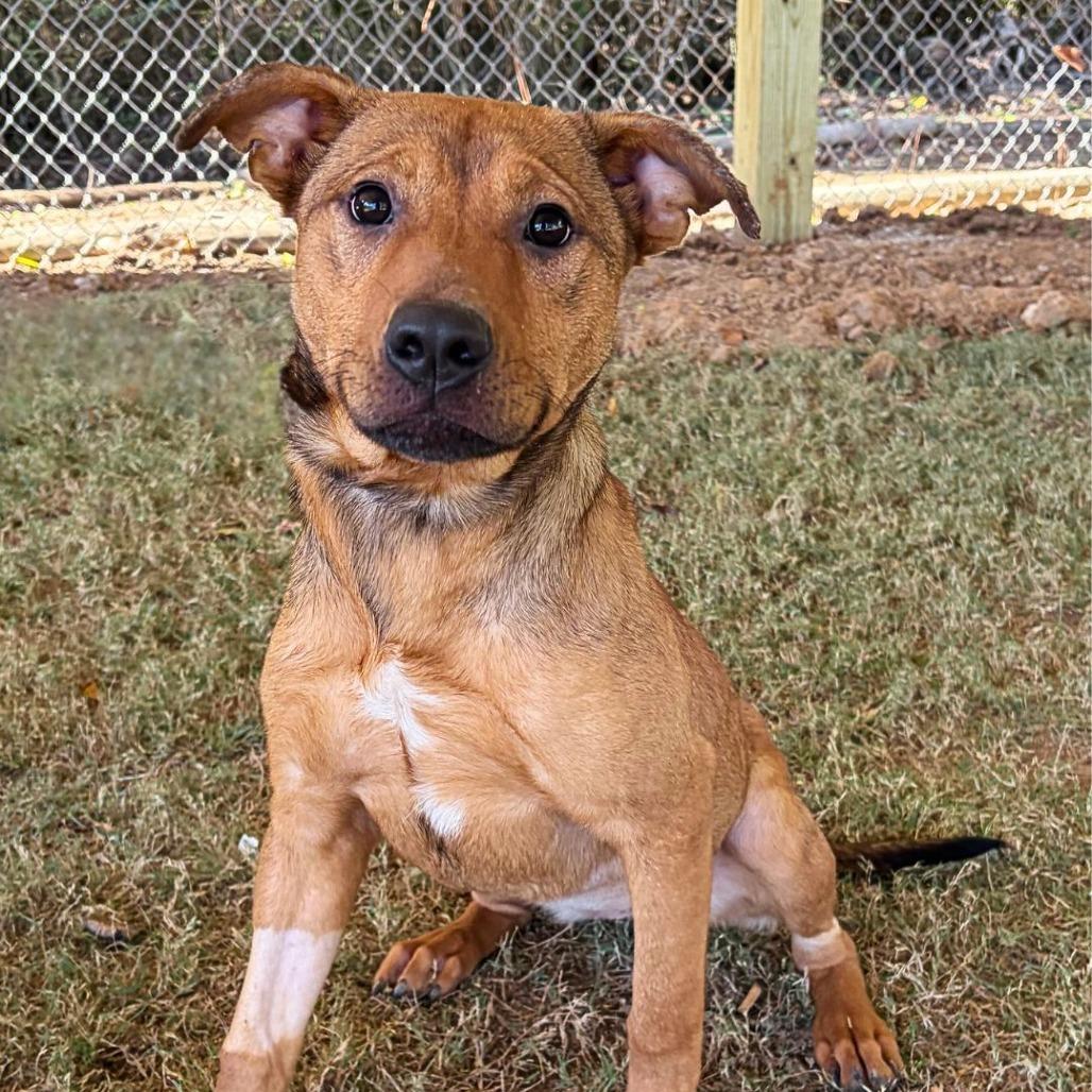 Enlarge Nutmeg, a Adoptable Mixed Breed in Gainesville, GA image 2/2