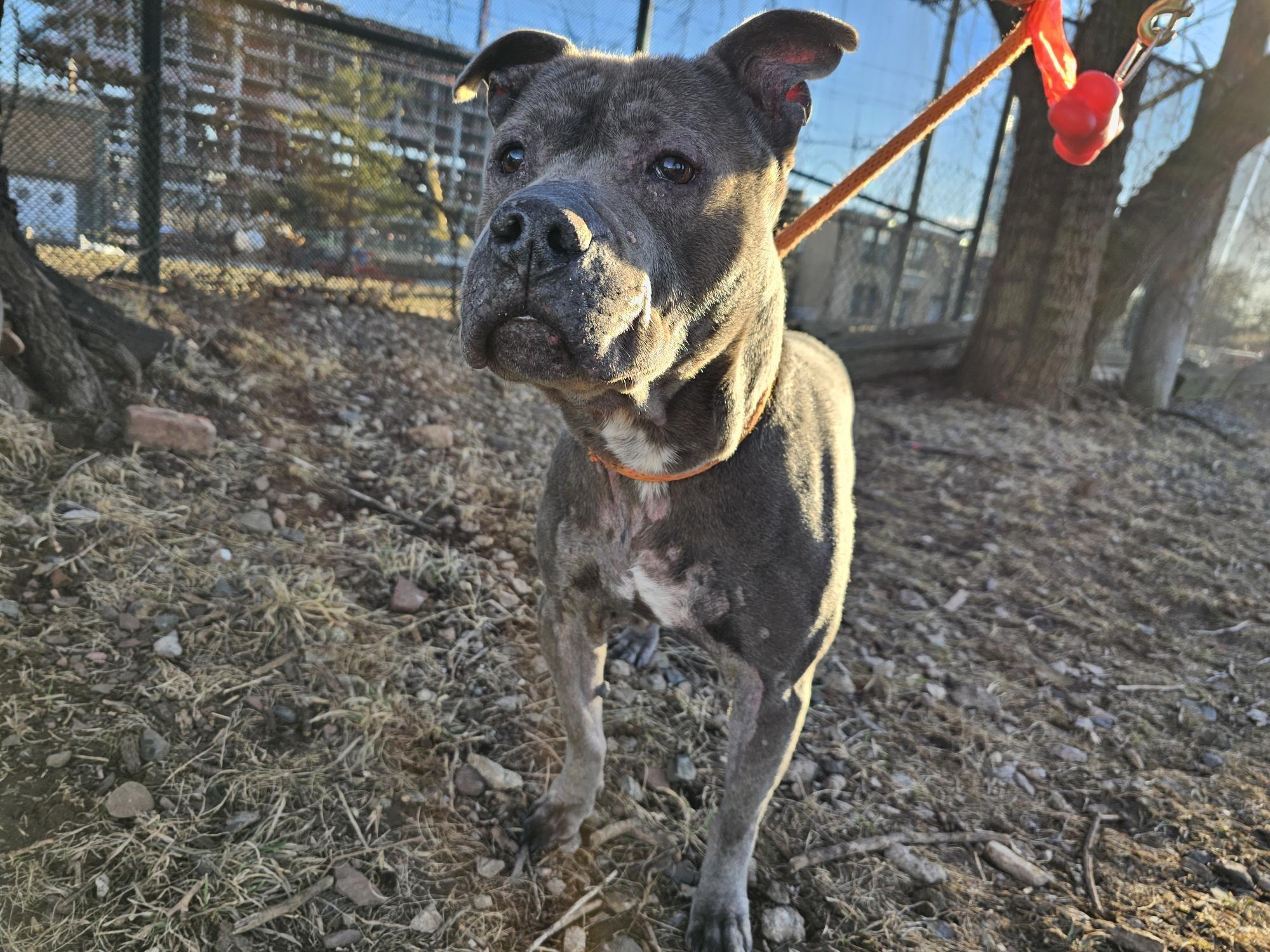 Enlarge Bluey, a Adoptable Pit Bull Terrier in Jersey city, NJ image 1/1