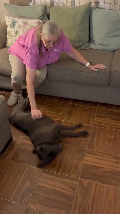 Enlarge Coco Bean, an adopted mixed breed in Rockford, IL video 2/6