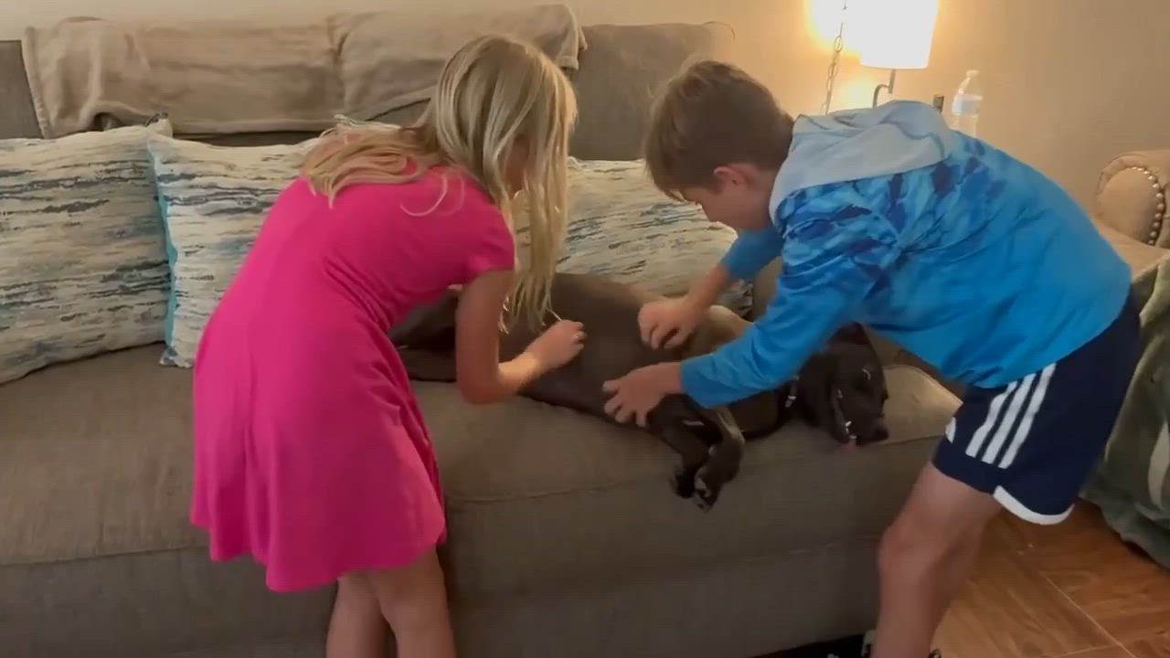 Enlarge Coco Bean, an adopted mixed breed in Rockford, IL video 3/6