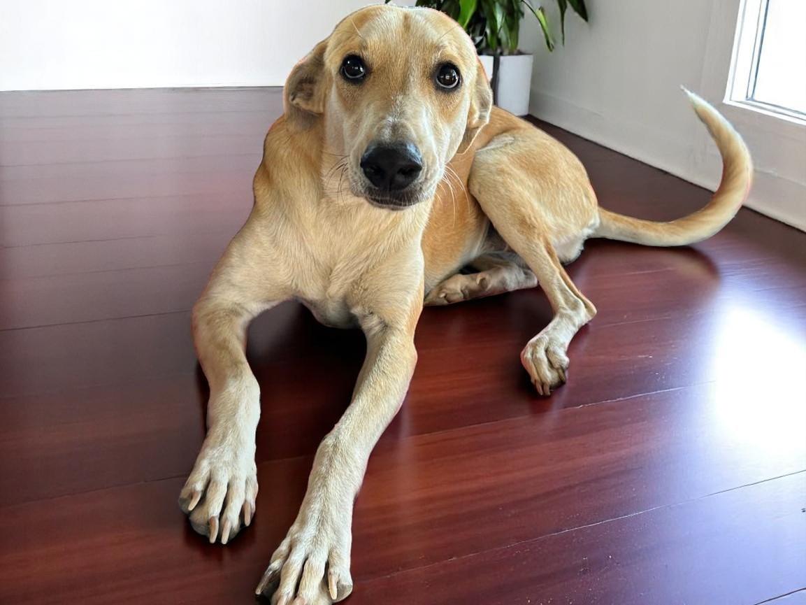 Cafesita, Adult Female unknown
