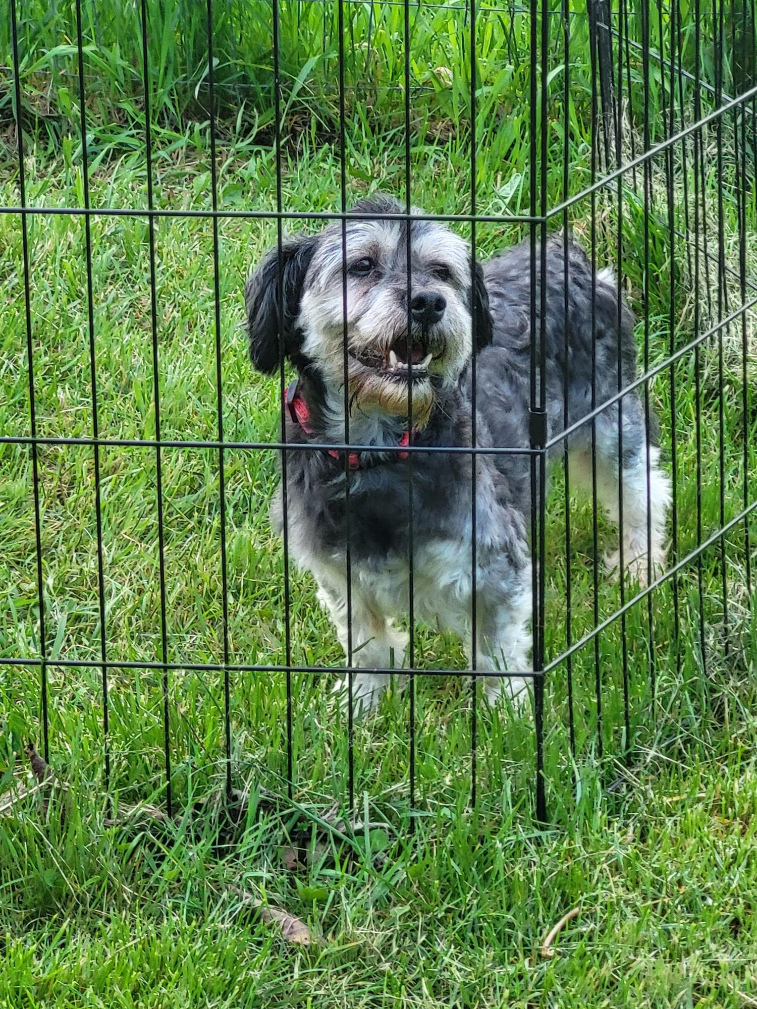 Enlarge Stan, a ADOPTABLE Havanese in Greenwich, NY image 2/2