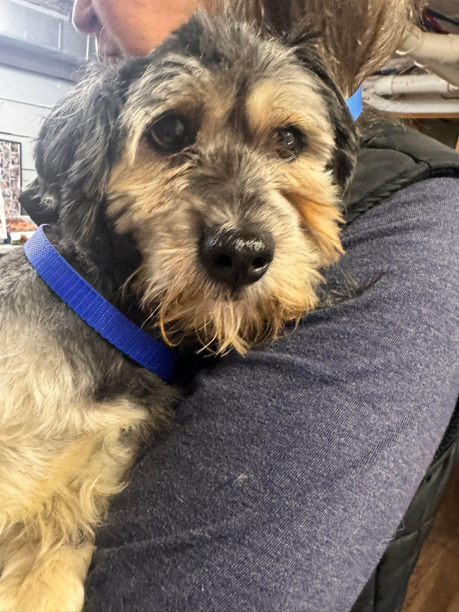 Stan, ADOPTABLE, Adult Male Havanese.