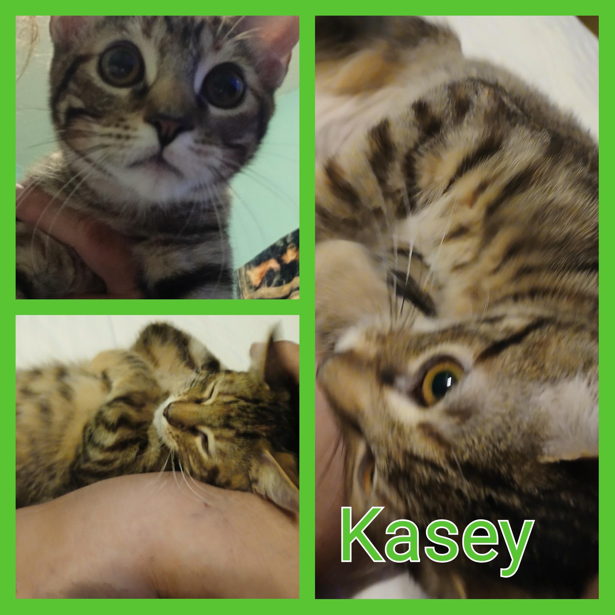 KASEY, an adoptable Tabby, Calico in Lawton, OK, 73505 | Photo Image 1