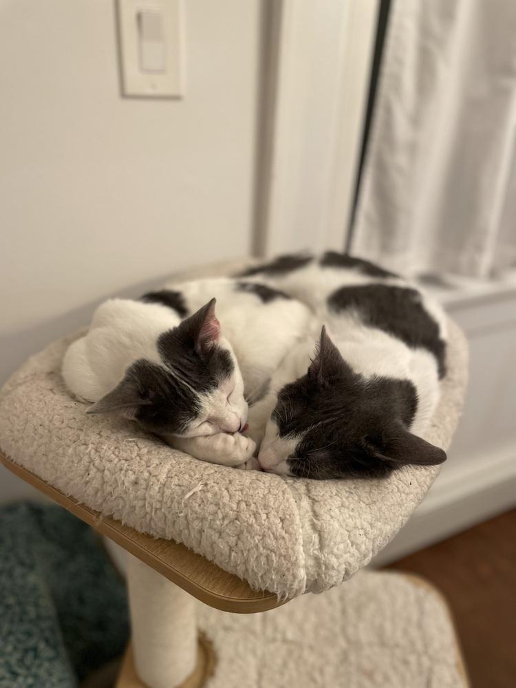 Everest, Adoptable, Kitten Male Domestic Short Hair.