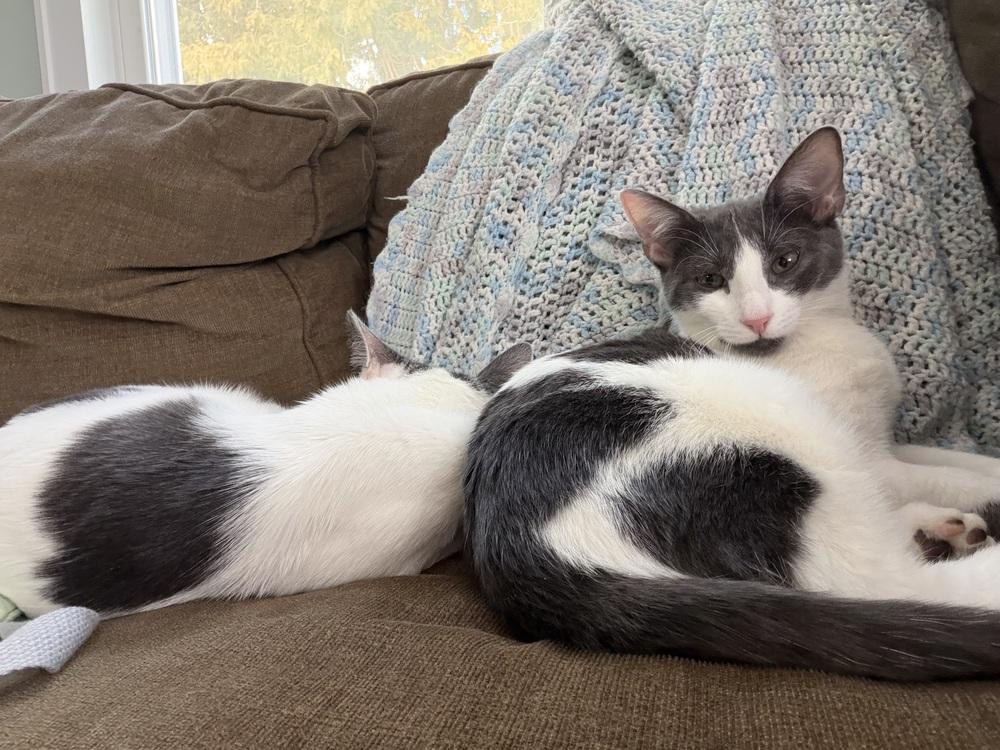 Enlarge Everest, a Adoptable Domestic Short Hair in Ronkonkoma, NY image 2/4