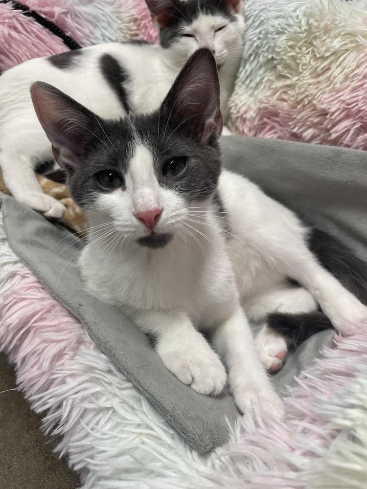 Enlarge Everest, a Adoptable Domestic Short Hair in Ronkonkoma, NY image 4/4