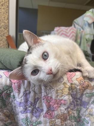 Enlarge Peekaboo, a Adoptable mixed breed in Merriam, KS image 1/3