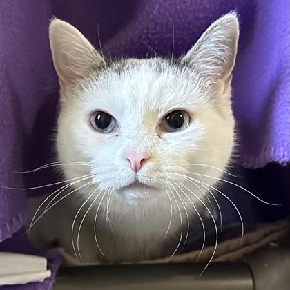 Enlarge Peekaboo, a Adoptable mixed breed in Merriam, KS image 2/3