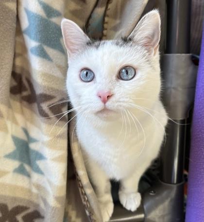 Enlarge Peekaboo, a Adoptable mixed breed in Merriam, KS image 3/3