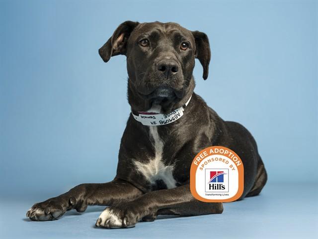 ROSE, Adoptable, Young Female Pit Bull Terrier.