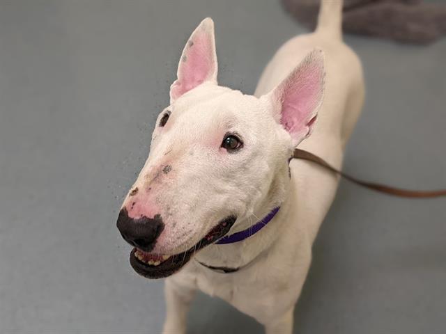 DOMO, Adoptable, Adult Male Bull Terrier.