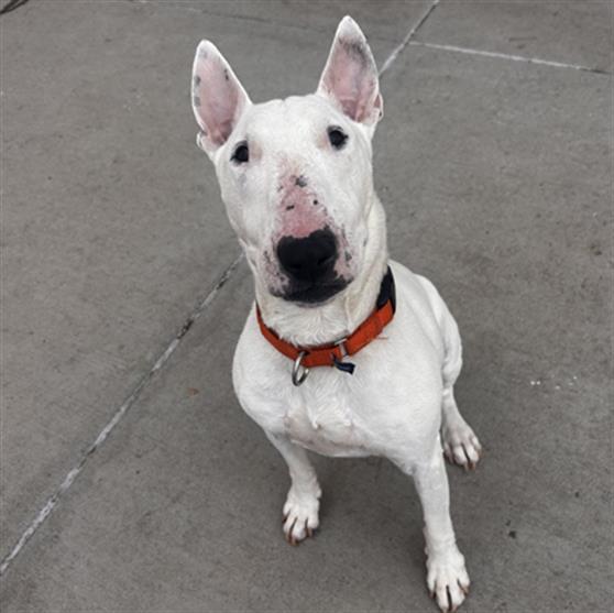 DOMO, Adoptable, Adult Male Bull Terrier.