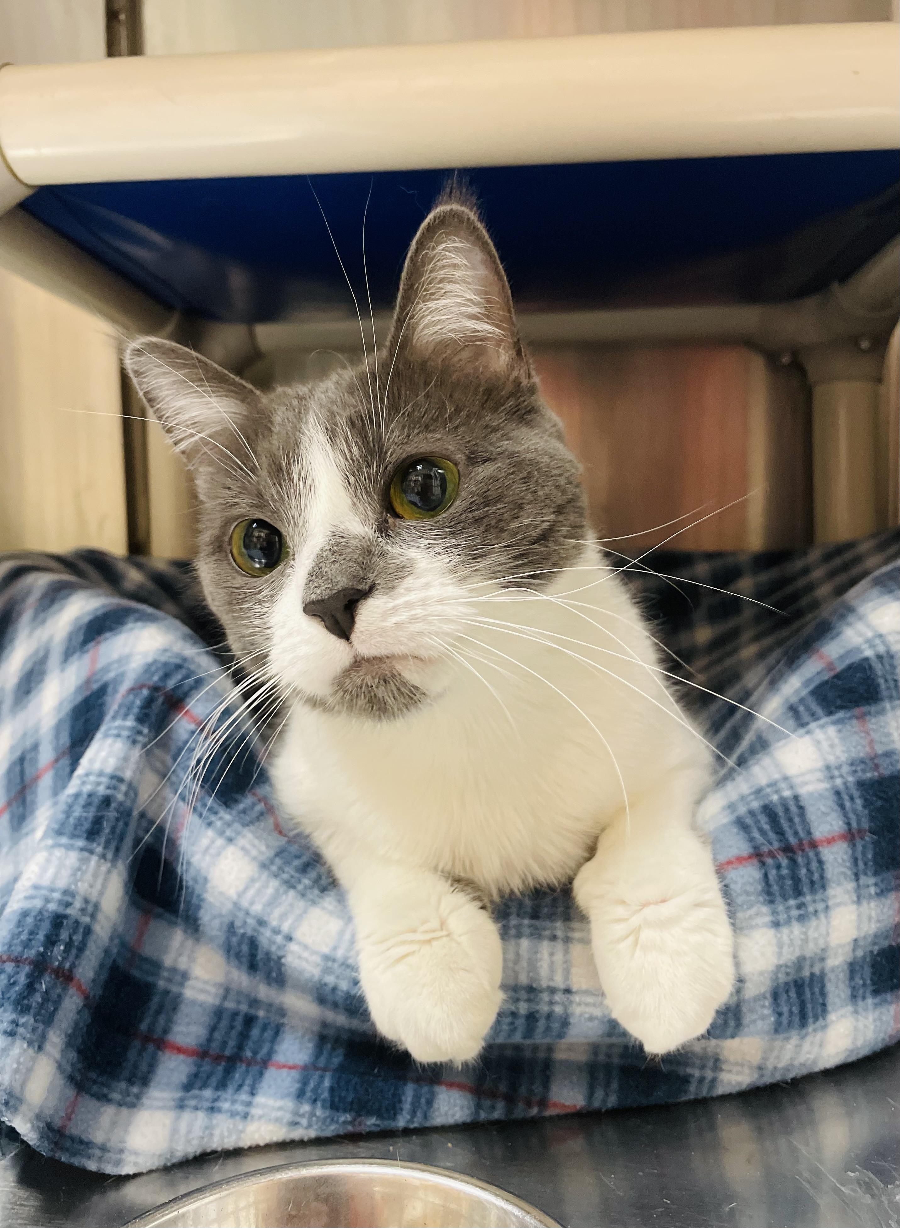 Enlarge Desiree, a Adoptable Domestic Short Hair in Alliston, ON image 2/5