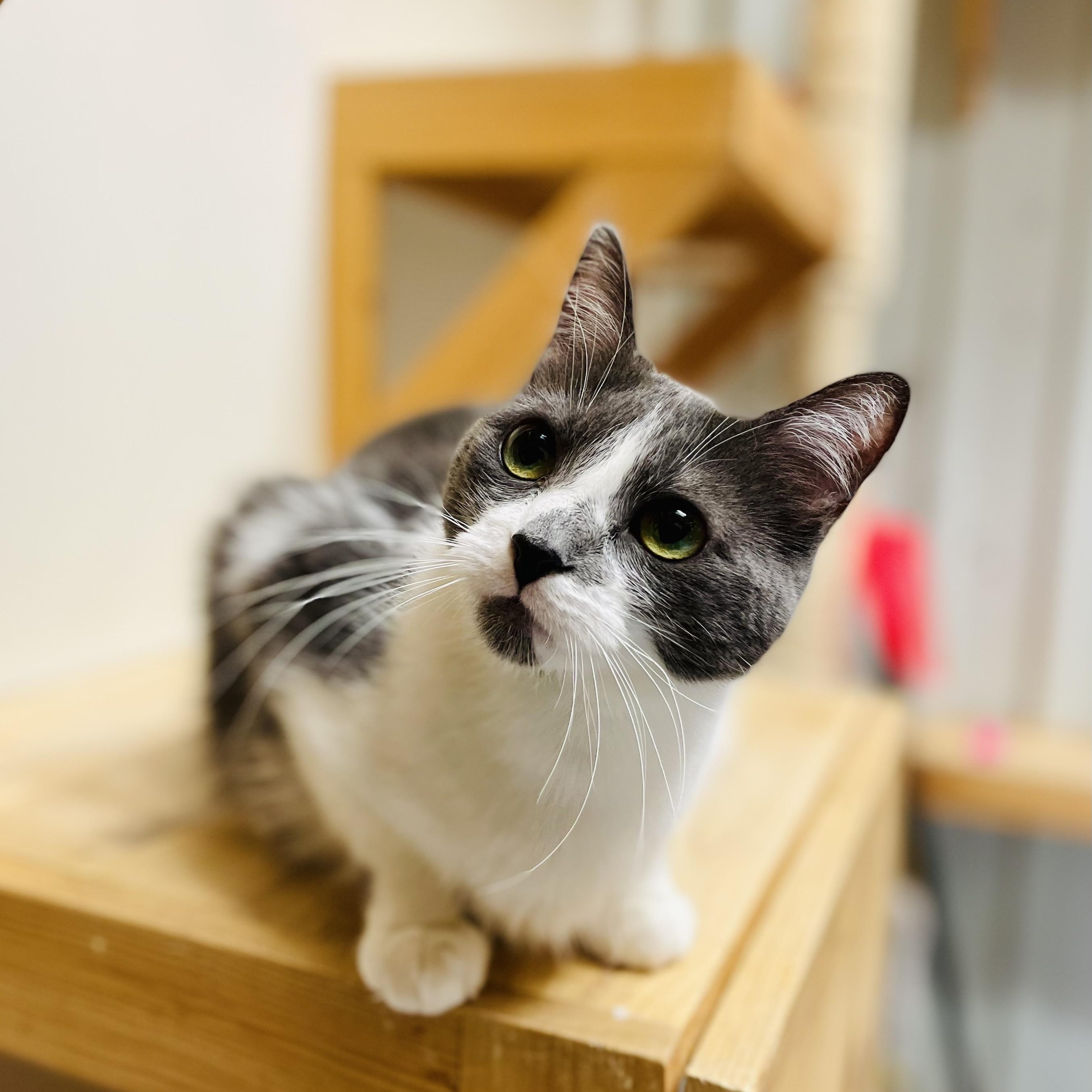 Desiree, Adoptable, Young Female Domestic Short Hair.