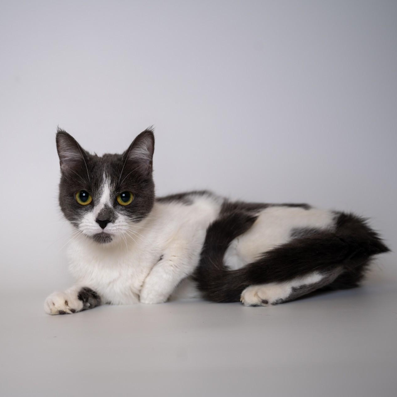 Enlarge Desiree, a Adoptable Domestic Short Hair in Alliston, ON image 5/5