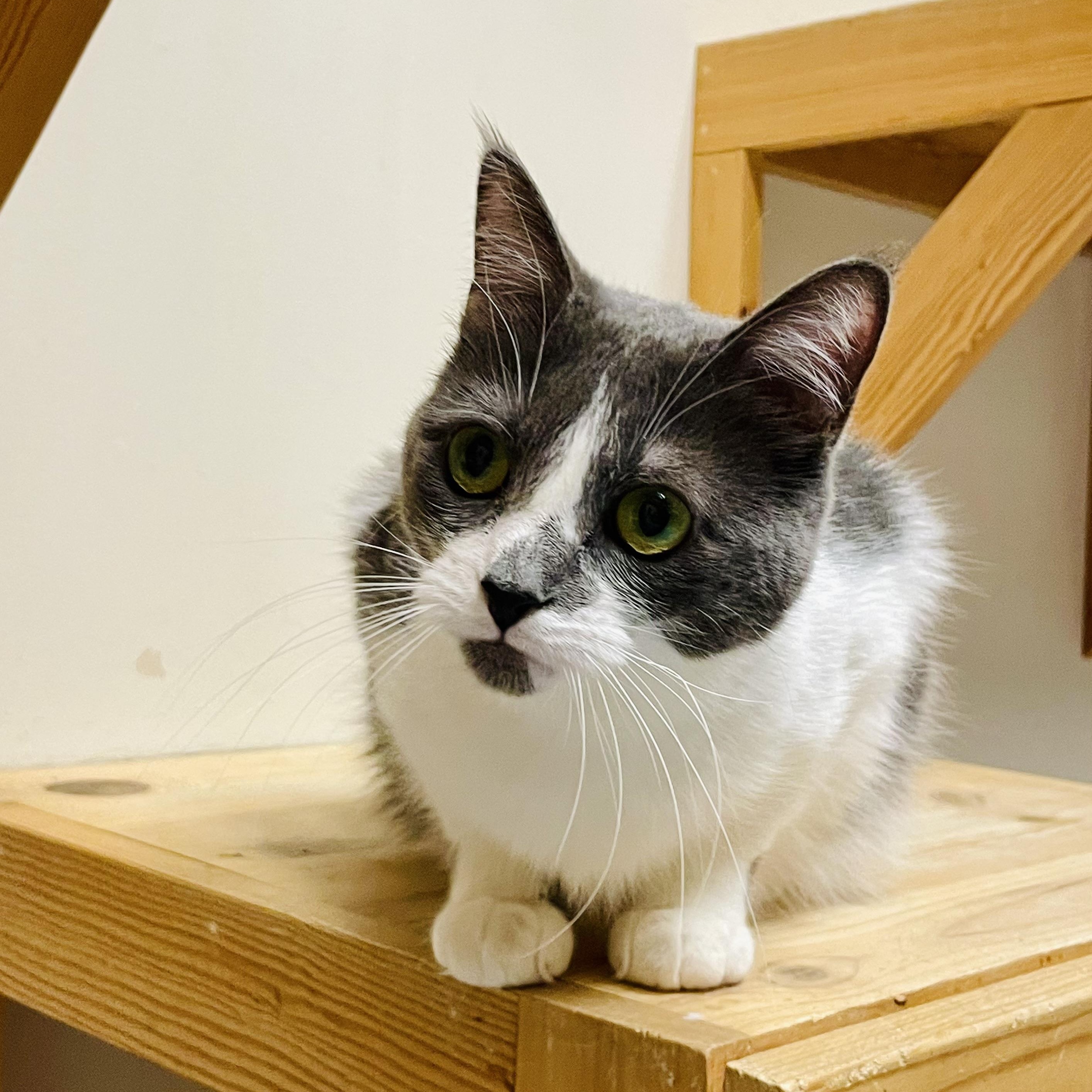 Enlarge Desiree, a Adoptable Domestic Short Hair in Alliston, ON image 4/5