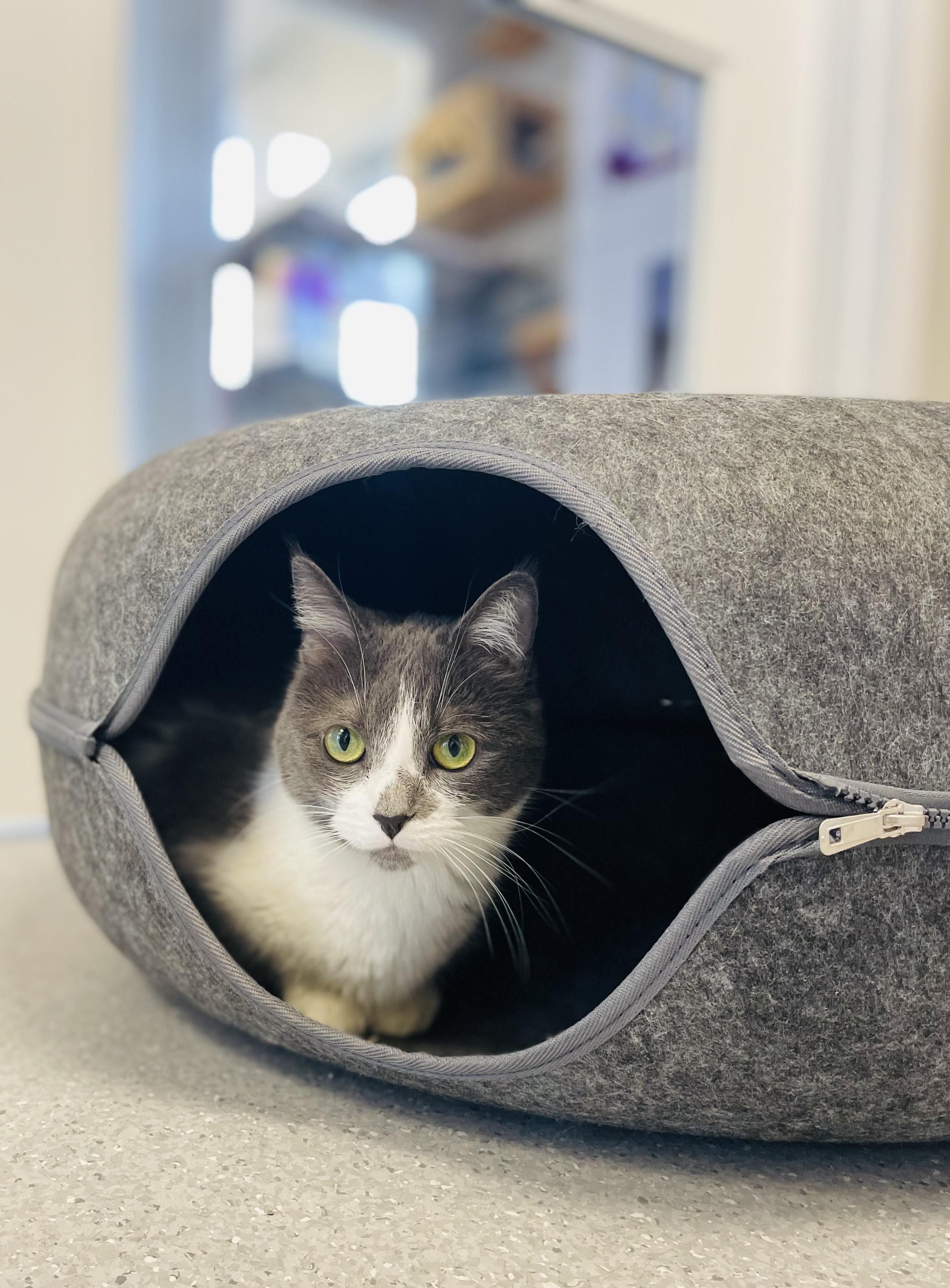 Enlarge Desiree, a Adoptable Domestic Short Hair in Everett, ON image 2/6
