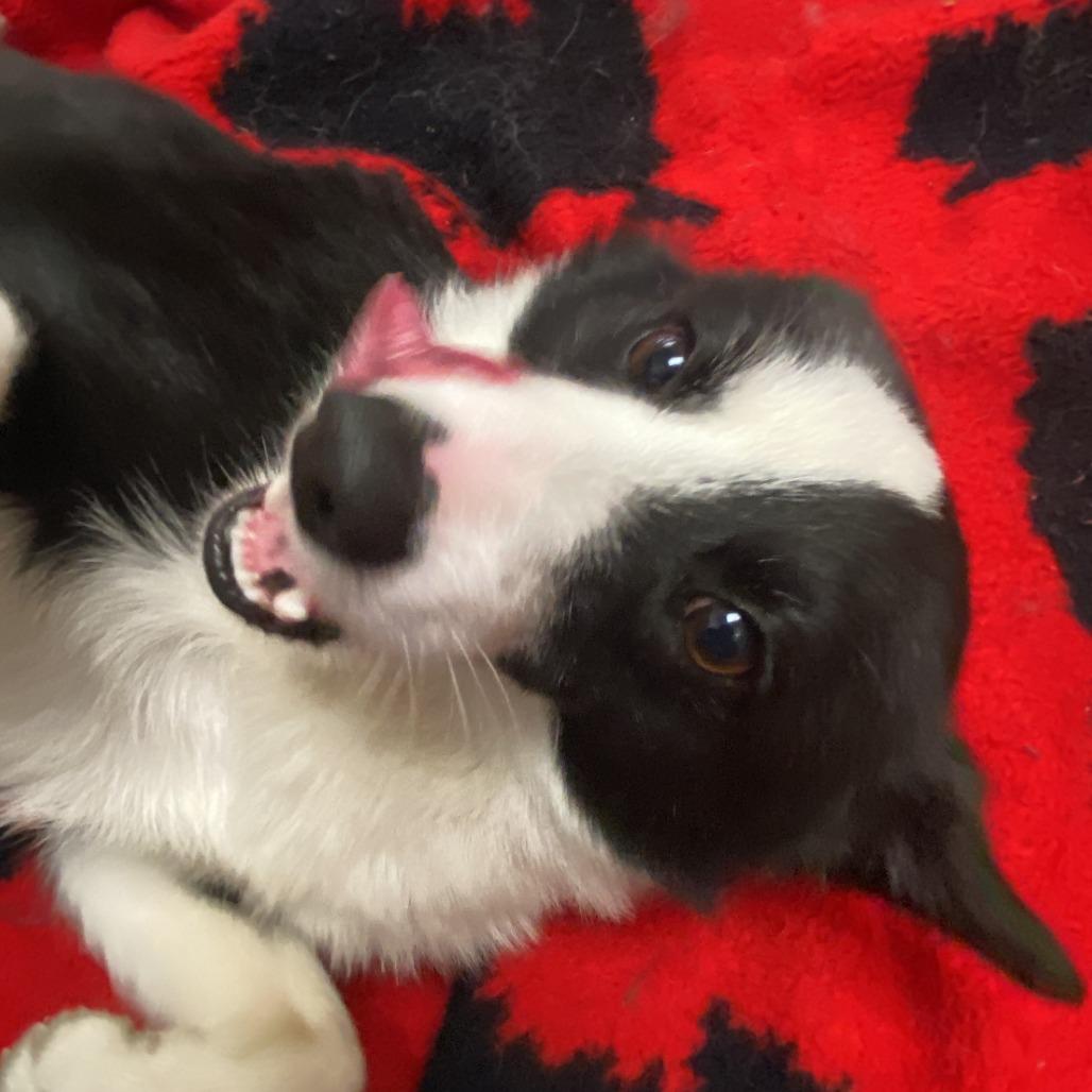 Enlarge Sonic, a Adoptable mixed breed in Muncie, IN image 1/1