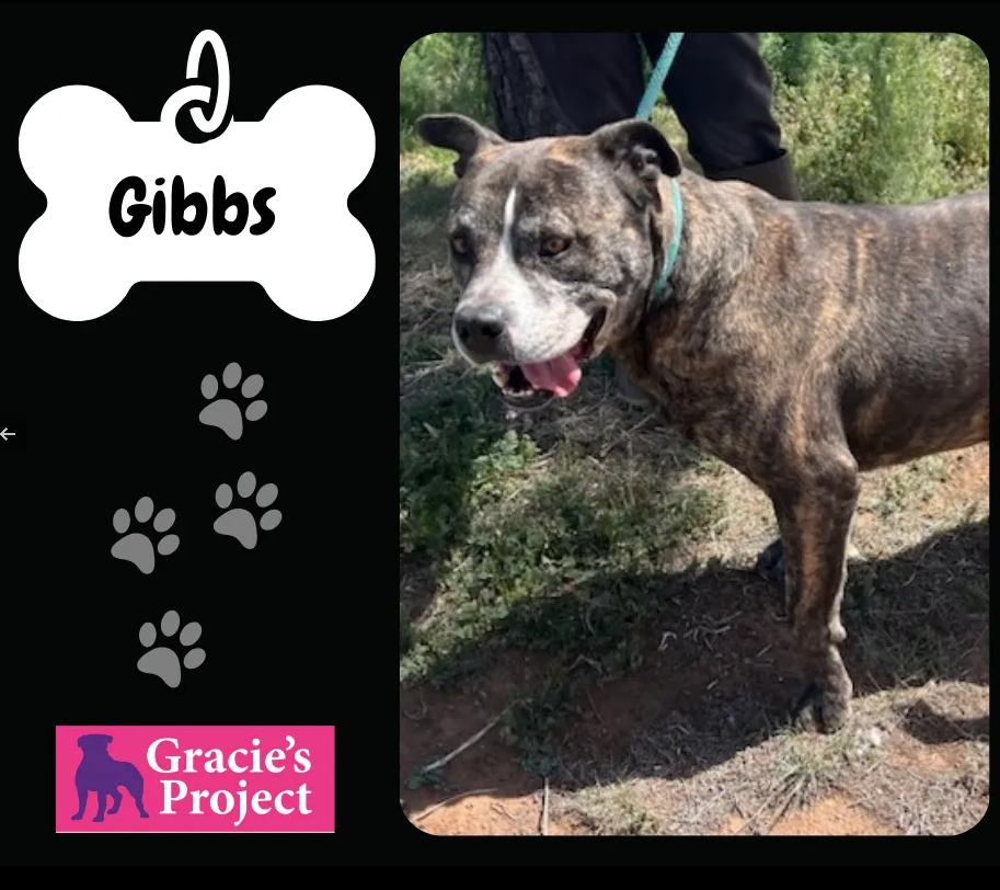 Dog for adoption Gibbs, a Pit Bull Terrier Mix in Grand Junction, CO