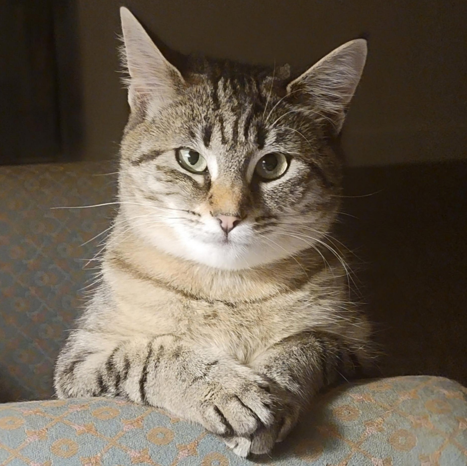 Babaloo, adopted, Adult Female Tabby.