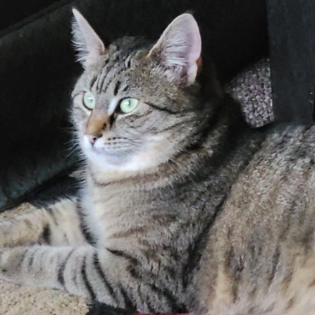 Enlarge Babaloo, an adopted Tabby in Newport, OR image 3/3