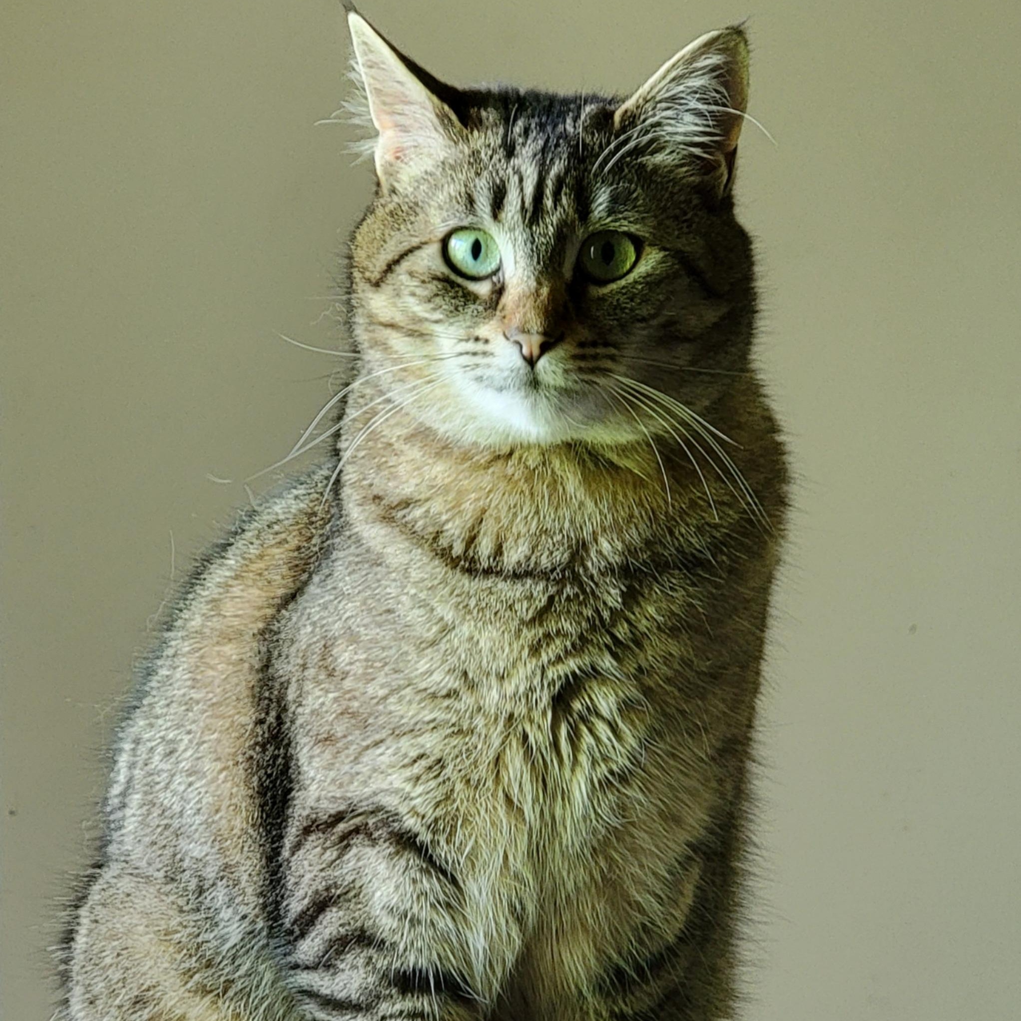 Enlarge Babaloo, an adopted Tabby in Newport, OR image 2/3