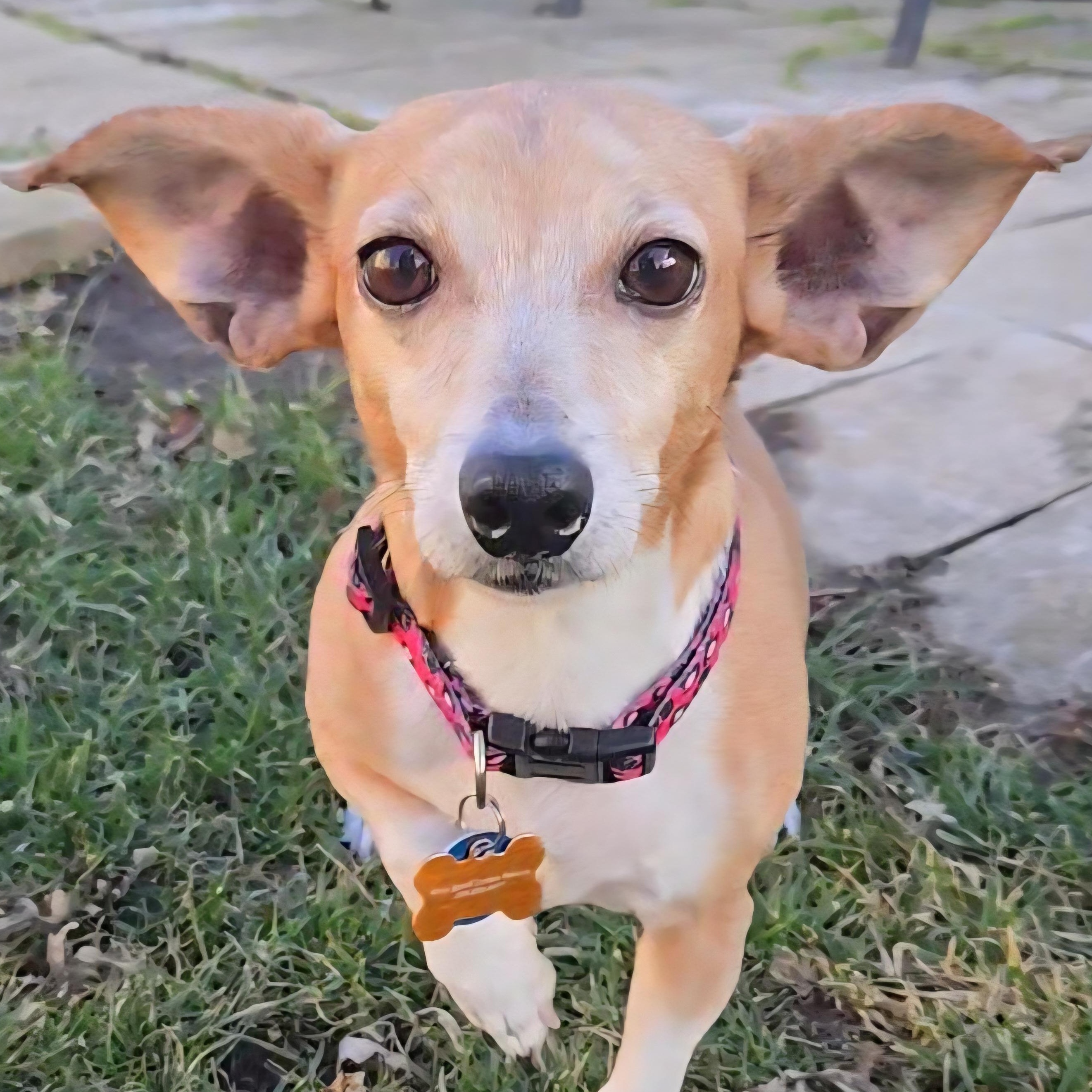 Enlarge BBQ, a Adoptable mixed breed in Normal, IL image 1/6