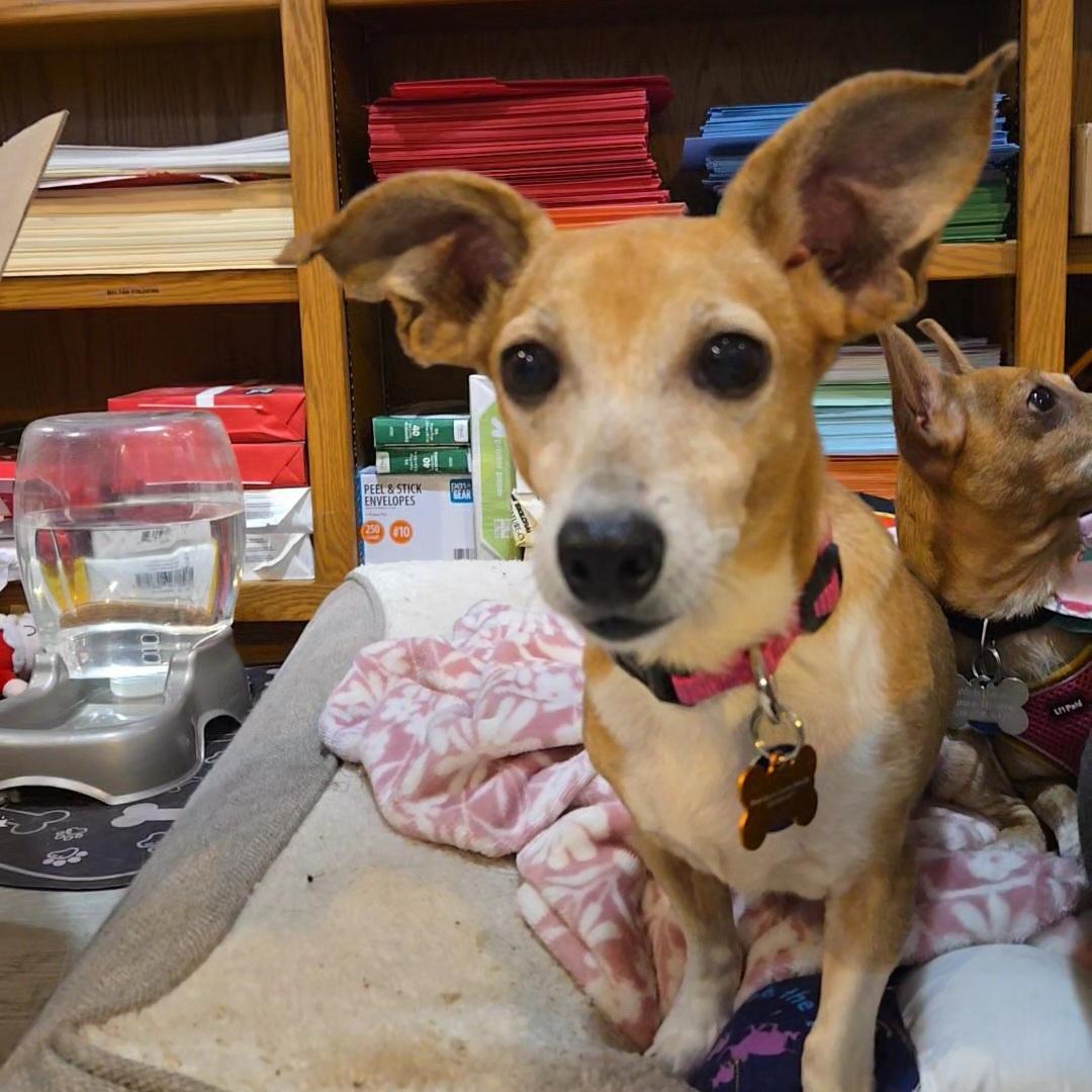 Enlarge BBQ, a Adoptable mixed breed in Normal, IL image 6/6