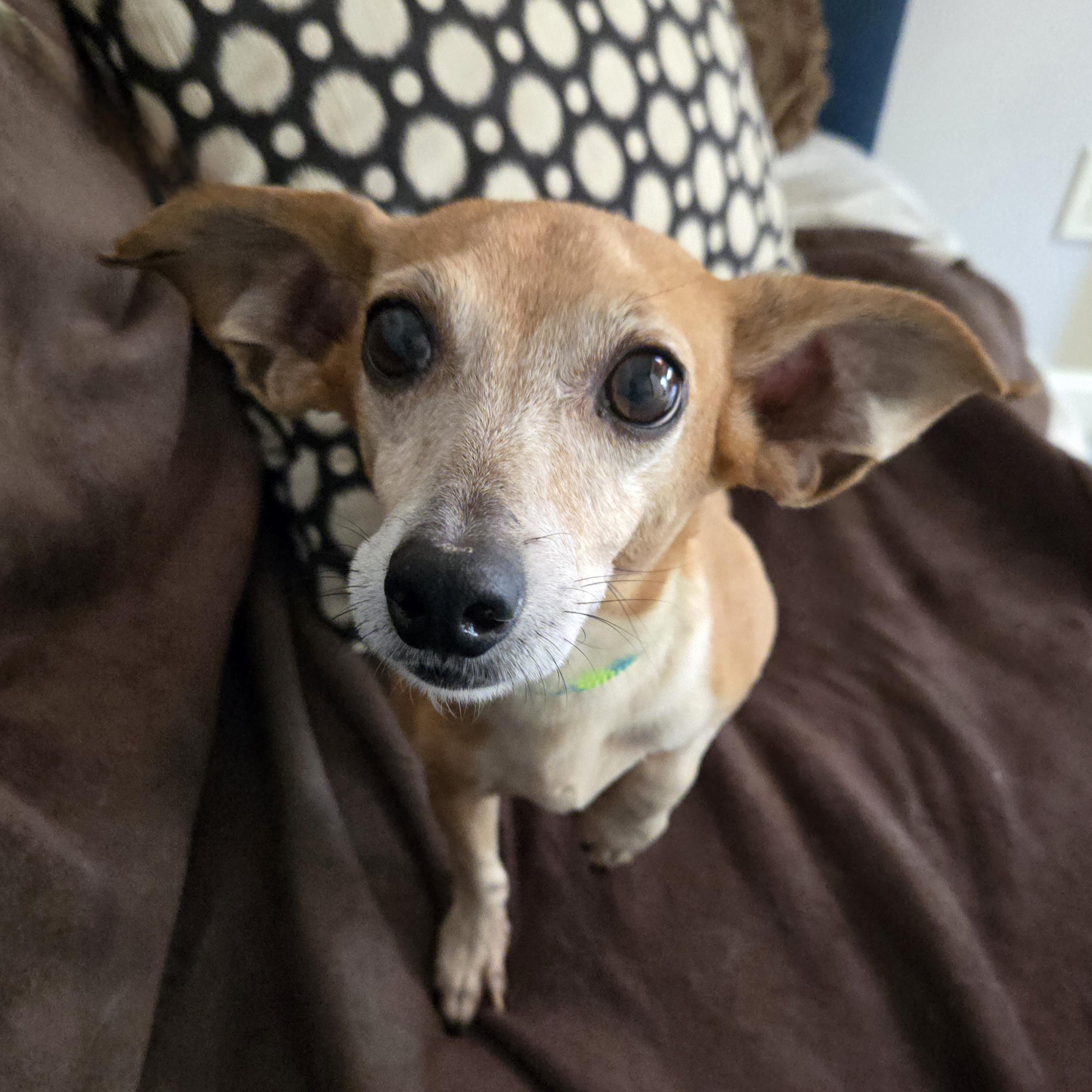 Enlarge BBQ, a Adoptable mixed breed in Normal, IL image 4/6