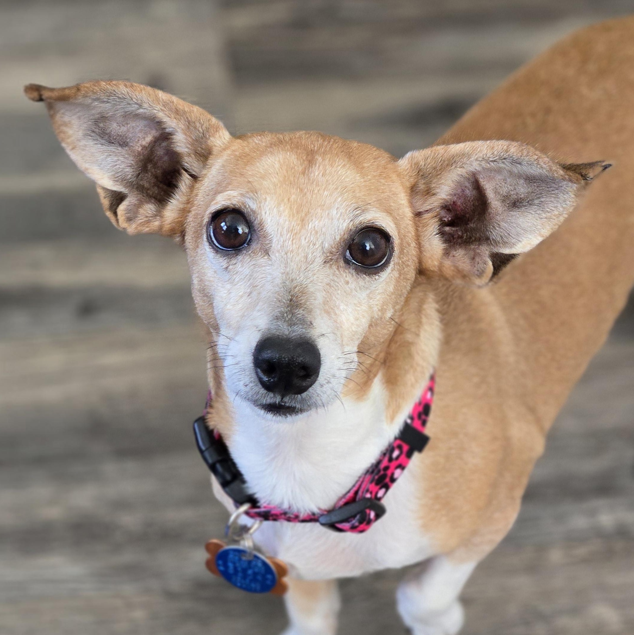 Enlarge BBQ, a Adoptable mixed breed in Normal, IL image 1/6