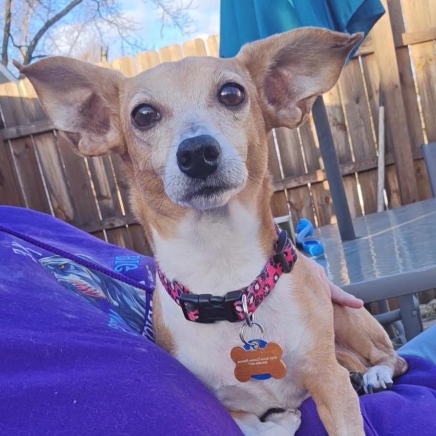 Enlarge BBQ, a Adoptable mixed breed in Normal, IL image 6/6