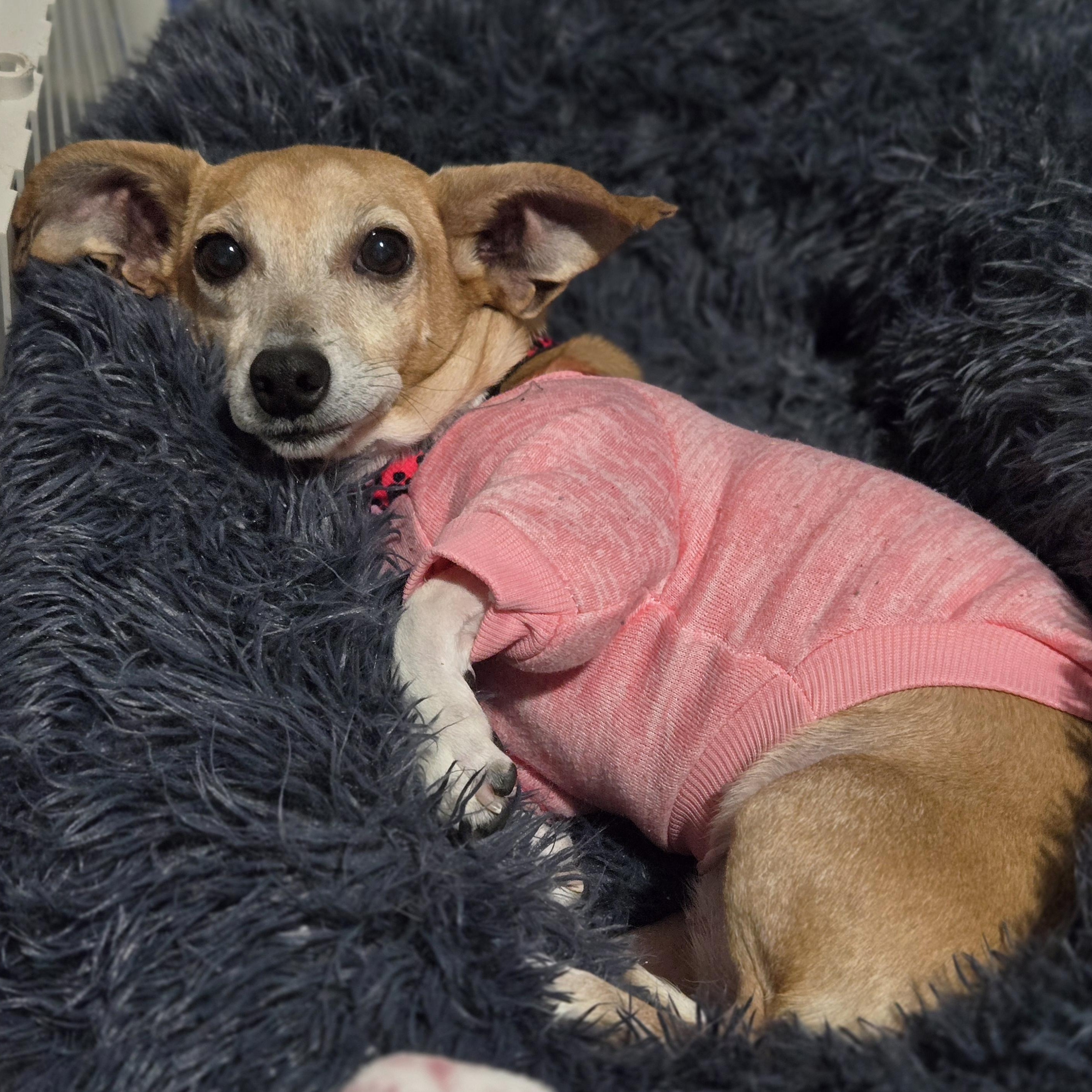 Enlarge BBQ, a Adoptable mixed breed in Normal, IL image 2/6