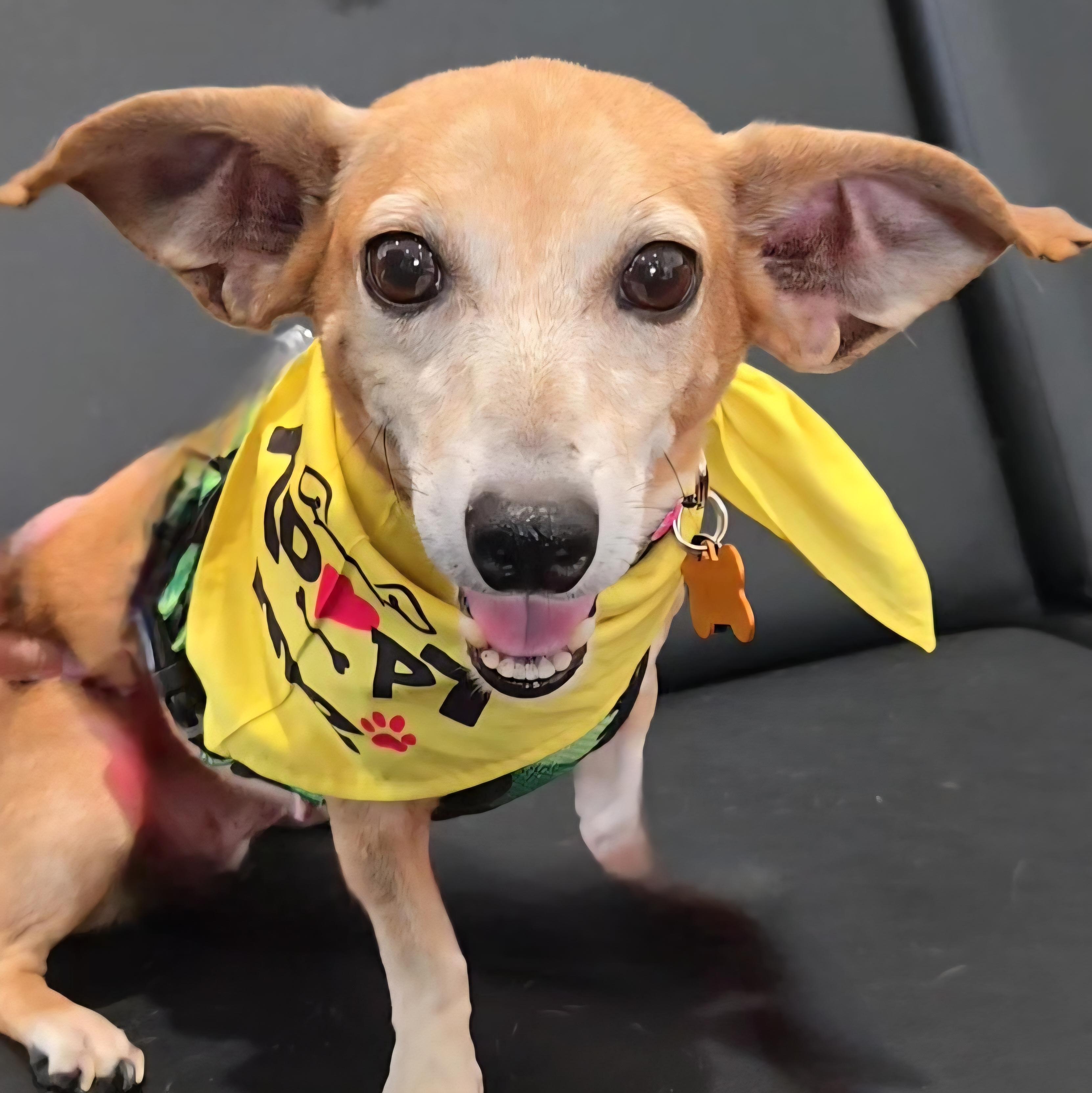 Enlarge BBQ, a Adoptable mixed breed in Normal, IL image 3/6