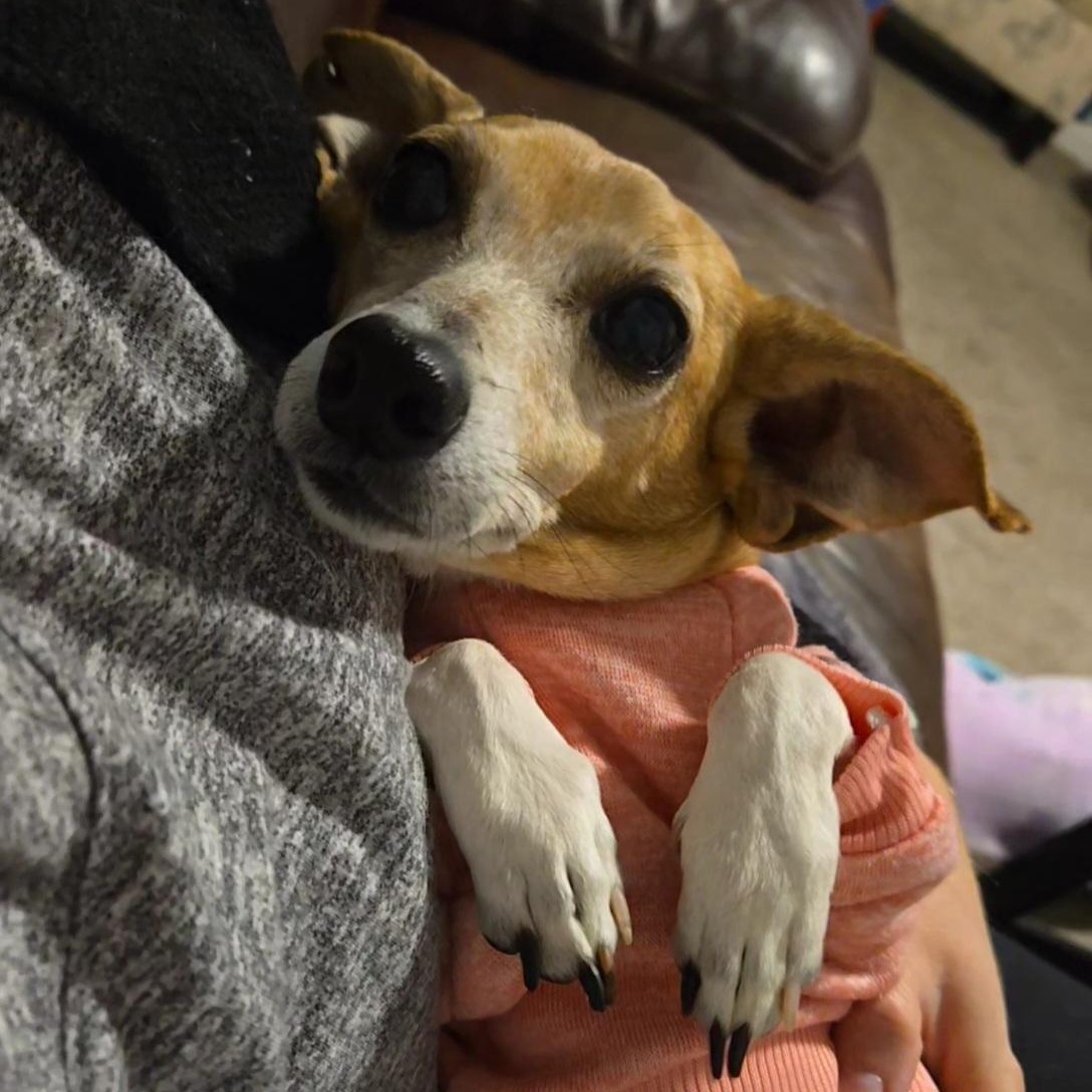 Enlarge BBQ, a Adoptable mixed breed in Normal, IL image 5/6