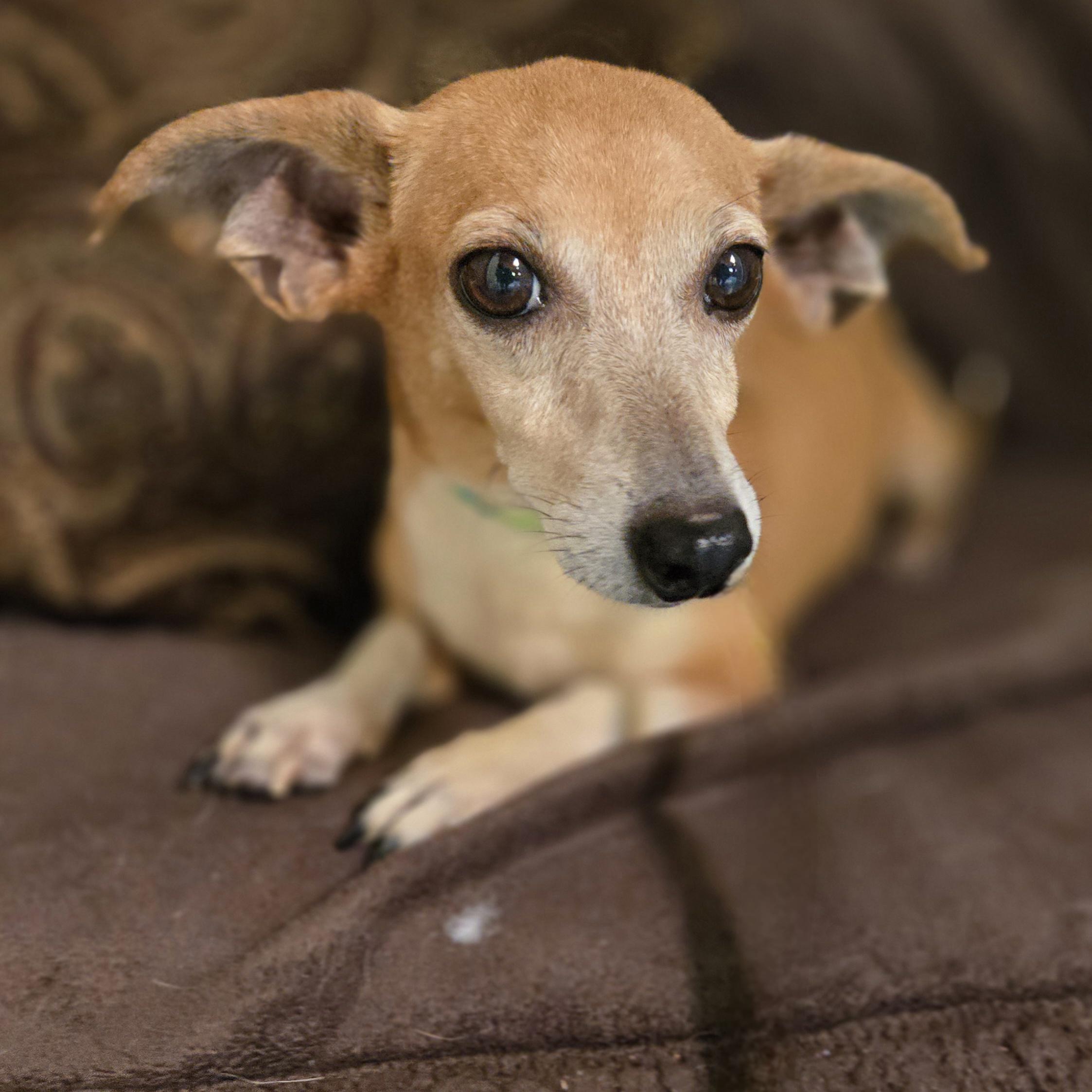 Enlarge BBQ, a Adoptable mixed breed in Normal, IL image 6/6