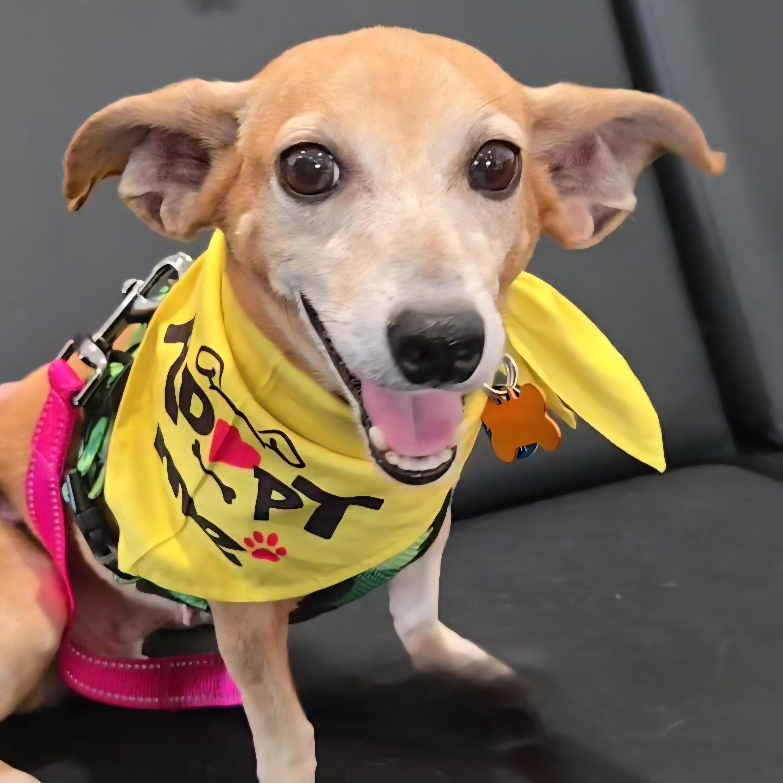 BBQ, Adoptable, Adult Female Chiweenie.