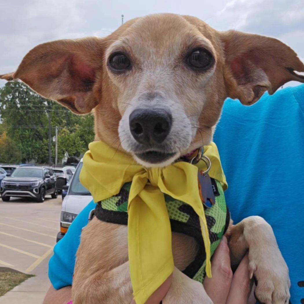 Enlarge BBQ, a Adoptable mixed breed in Normal, IL image 2/6