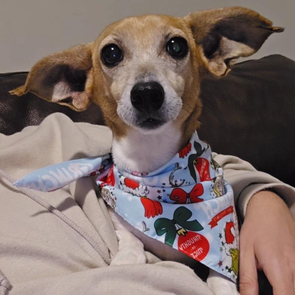 Enlarge BBQ, a Adoptable mixed breed in Normal, IL image 4/6