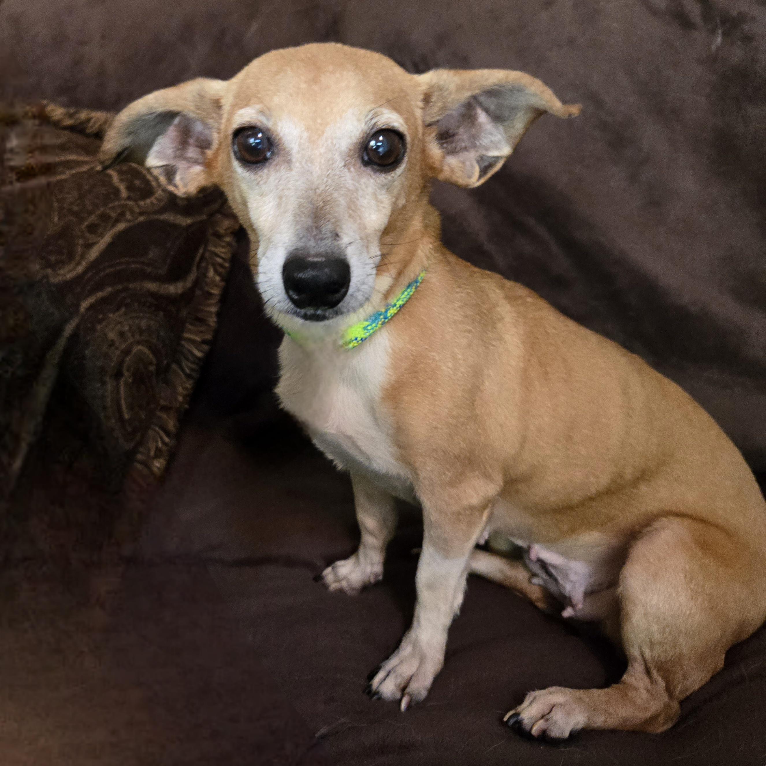 Enlarge BBQ, a Adoptable mixed breed in Normal, IL image 5/6