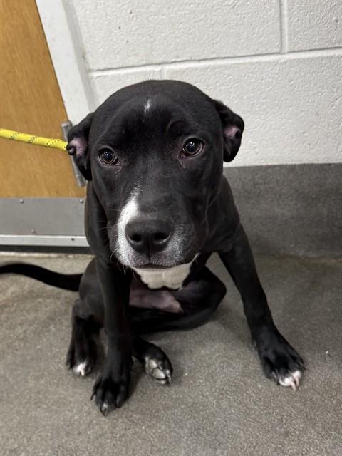 SUNNY, Adoptable, Young Male Labrador Retriever & Pit Bull Terrier.