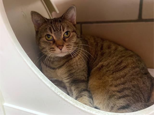 HARLEY, Adoptable, Adult Female Domestic Short Hair.