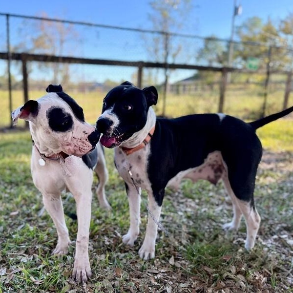 Harlen Franny Best-Friend Energy and Hocus Pocus Magic — thumbnail 3