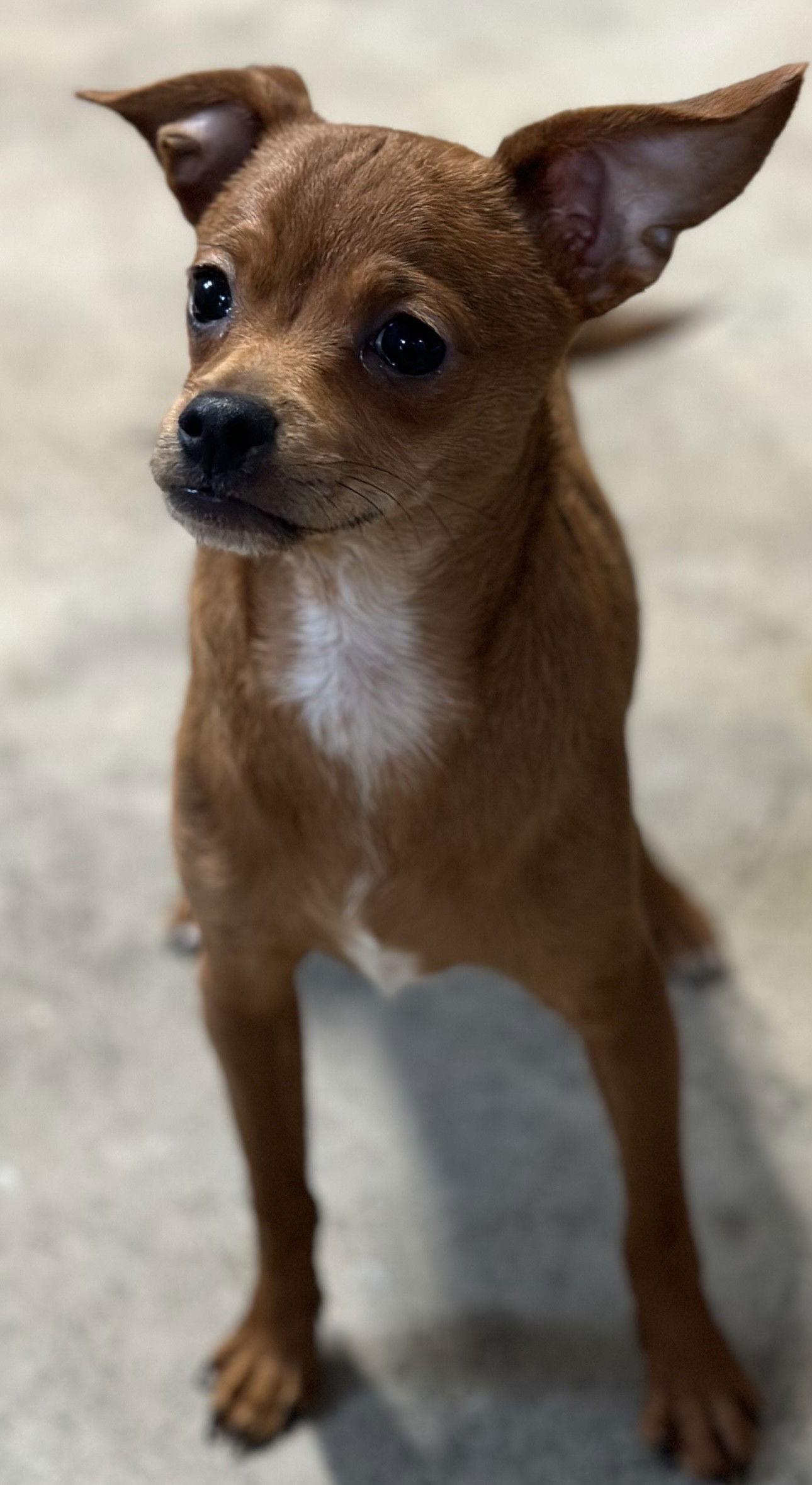 Enlarge TJ, a Adopted Chihuahua in Sistersville, WV image 1/1