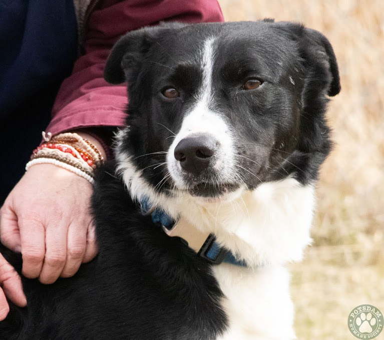 Dog for adoption Dudley, a Collie Mix in Potsdam, NY Petfinder