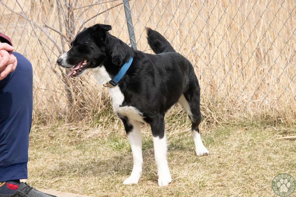 Dog for adoption Dudley, a Collie Mix in Potsdam, NY Petfinder