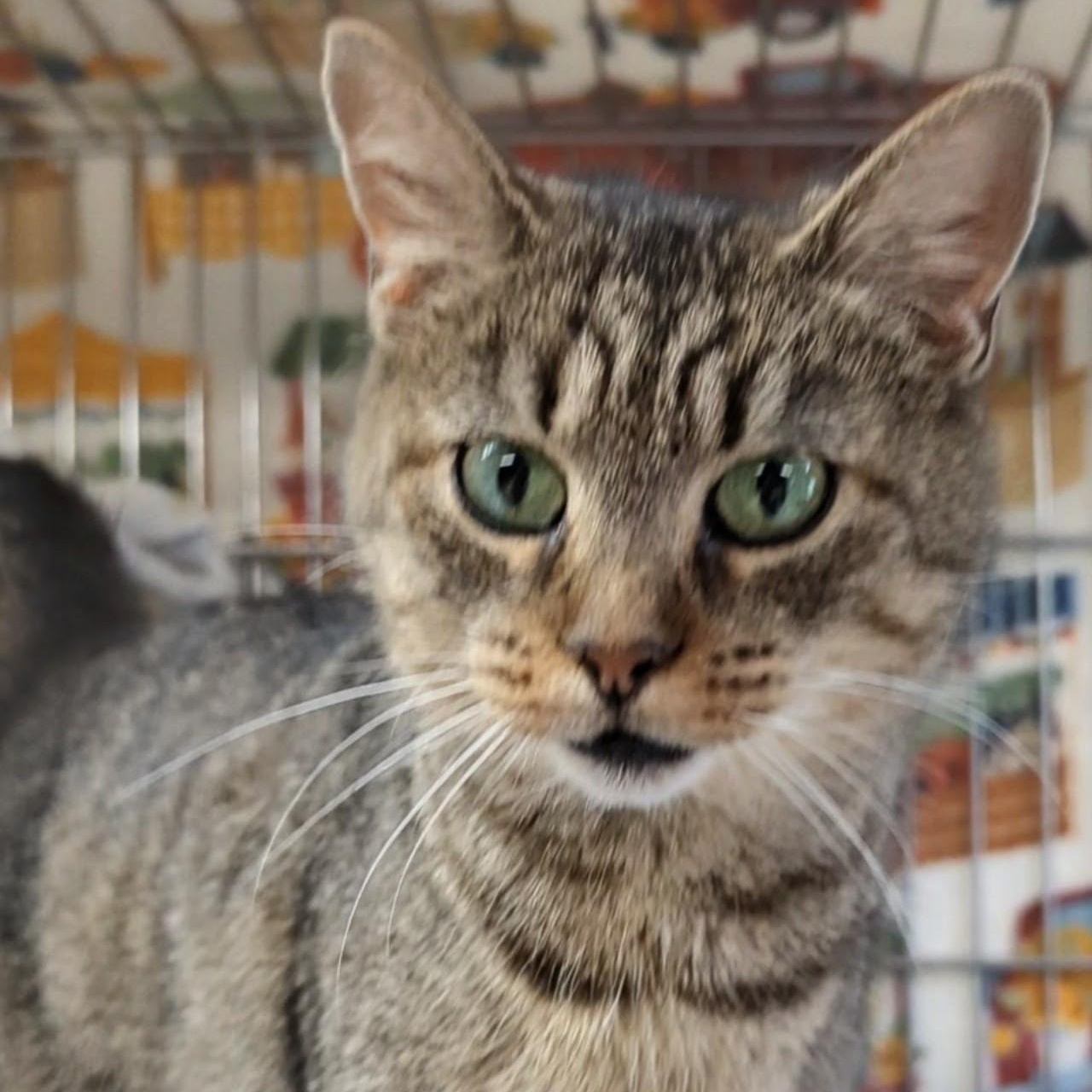 Enlarge Wallie, an adoptable Domestic Short Hair in West Jefferson, OH image 2/6